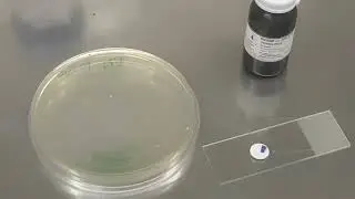 Pseudomonas fluorescens Oxidase test-Positive
