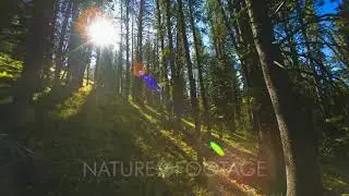Time Lapse Sunrise Above Whitebark Pine Forest