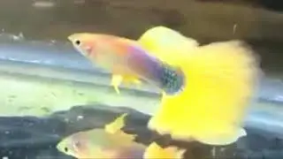 Yellow Peacock Tail Guppies Micariff Collection