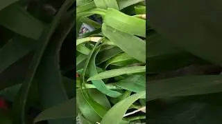 COMBO plant size Rate Details #najisworld #orchidworld #onlinesale #shortsvideo #plants