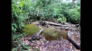 Aphyosemion Gardneri and Ctenopoma juvenile habitat in swamp forest.