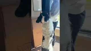 Organic Dog Bed | The Savvy Doggy #dogbed #petbed #dogs #petproducts #unboxingvideo