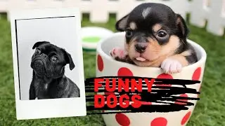 Funny Dog Videos of 2020 ! It's time to LAUGH OUT LOUD