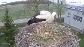 Pierwsze jajo #bocian #gniazdo #Zambrow #nażywo #ptaki #WhiteStork #nest #livecamera #nature #poland