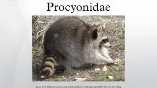 Проциониды