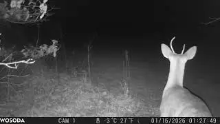 Trail camera footage #deer #trailcamfootage 