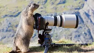 Marmot: Nature&rsquo;s Adorable Alpine Resident!