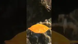 floating leaves