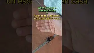 POV🐞 You find a beetle | Encuentras escarabajo #Shorts #Friend #tacos #ComandoNatura