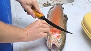 Fillet Table Live... Cutting Rainbow Trout...Boneless Skinless