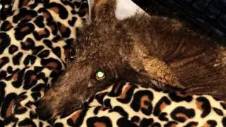 Mystery Animal Gets DNA Testing