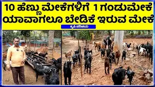 6363786594 Goat Farming Business: ಪ್ಯೂರ್ ನಾಟಿ ಮೇಕೆ ಸಾಕಿದರೆ ಆದಾಯ ಗ್ಯಾರಂಟಿ.!  ವರ್ಷಕ್ಕೆ 2 ಬ್ಯಾಚ್ ಉತ್ತಮ
