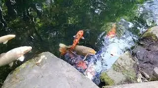 五沼色湖