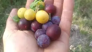 Недооцененная алыча (Prunus cerasifera)