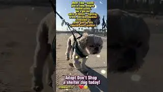 15-Year-Old Rescue Shih Tzu Toby&rsquo;s Inspiring Second Chance! 🐶✨ #AdoptDontShop #rescuedog