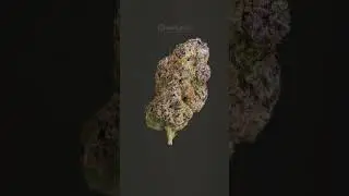 Super Boof