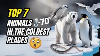 Top 7 Animals That Survive in the Coldest Places on Earth.