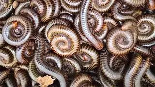 Priceless Catch Giant Red Spotted Millipedes, Snails, Beetles in Coconuts