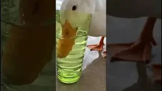 Cute duck drinking water cup💦😎💦 #cuteduck #duck #funnyduck