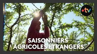 La complexit&eacute; d'embauche des travailleurs saisonniers agricoles &eacute;trangers