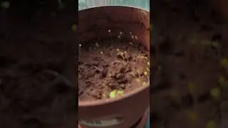 Flower pot video- 3