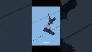 Two Bald Eagles lock talons and perform the courtship behavior called Daredevil Cartwheel 😮 #shorts