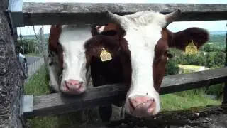 Cool Cows