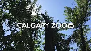 CALGARY Zoo🐼 2020