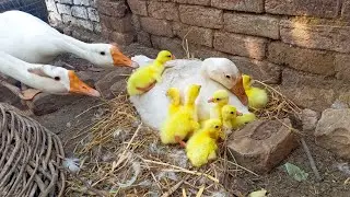 Mashallah Duck Baby Hatched🐣🫣|| Haseeb Home Birds