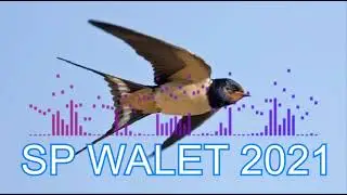 SP WALET 2021 VIRAL II Suara Pemanggil Burung Walet Terampuh