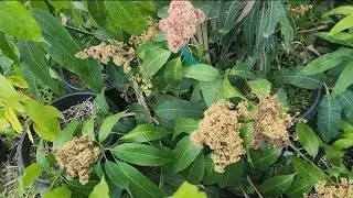5yr old Seedling Mango
