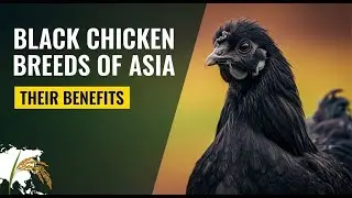 Asian Chicken Breeds and Cultural Significance