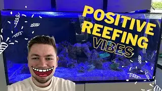 Upgrade and positive changes! | Reef Adventure Update #8