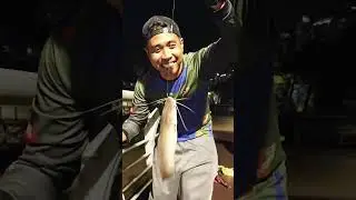 Penangan Rod Artemis UL