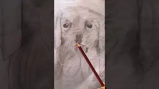 sketch of dog 🐶 instagram I'd @artist_sonu_razz #shorts #viral #sketch