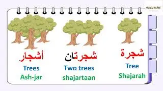 Learn Arabic words(singular, dual & plural)