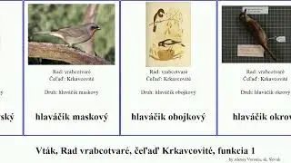 Vt&aacute;k, Rad vrabcotvar&eacute;, čeľaď Krkavcovit&eacute;, funkcia 1 kapuciarka hlav&aacute;čik bird džidžitka horsk&yacute;