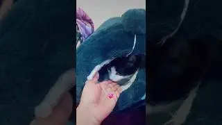 Cute Cat#cutecatcompilation