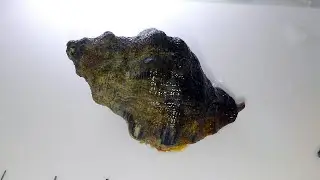 レイシガイ Reishia bronni 【浦安水辺の生き物図鑑】