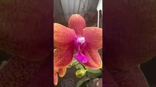 Mini plantas una belleza de Dios el reflejo de la magnitud de Dios con la naturaleza #plantas