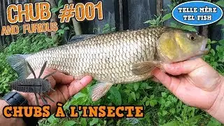 🌷S03-E34-P&Ecirc;CHE DU CHEVESNE &Agrave; L'INSECTE #1/ULTRA LIGHT/TIEMCO/PANIC CICADA/TOP WATER