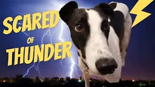 Greyhound Scared of Thunder