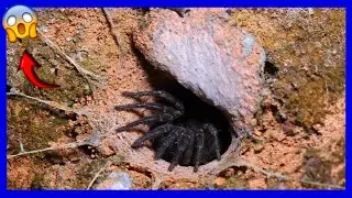 Trapdoor Spiders: The Secret Hunters of the Underground!