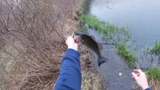 Destroying Largemouth Bass With Live Bait. Freshwater Fishing Rhode Island