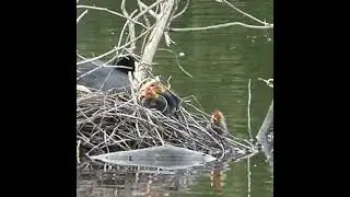 Baby Coots Climbing onto Nest