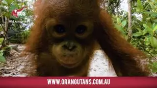 Baby Orangutan Kiss!