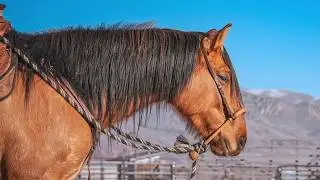 Can a Wild Mustang Be Trained in a Hackamore? [Bitless]