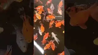 High quality ryukin pond #fancygoldfish #goldfish #goldfishkeeping #fish #calico #aquarium #aquatics