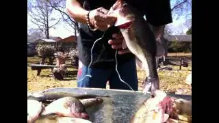 bass and crppie