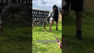 Protection dog training for real life #dogtrainer #dogtraining #familyprotector #protectiondog